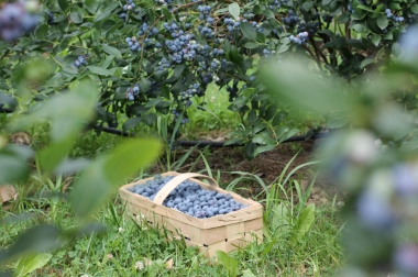 Produktion og distribution af planteskolematerialer Polen 9